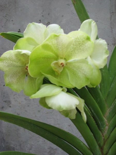 Vanda Kultana Green Gold2.JPG