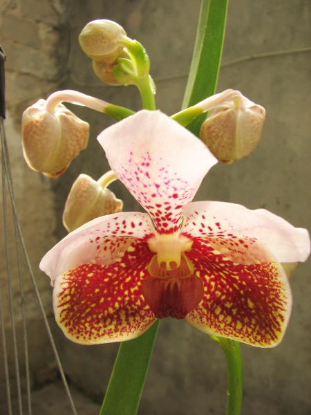Vanda Sumon Spot x Ascocenda Phairot x Vanda sanderiana.JPG