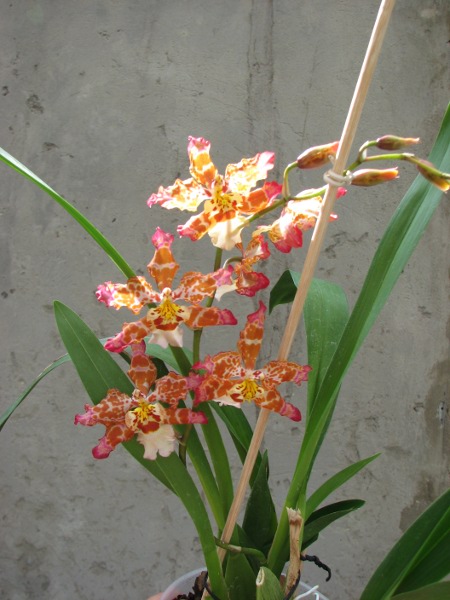 Wilsonara Pacific Panache 'Kenny Boy' .JPG