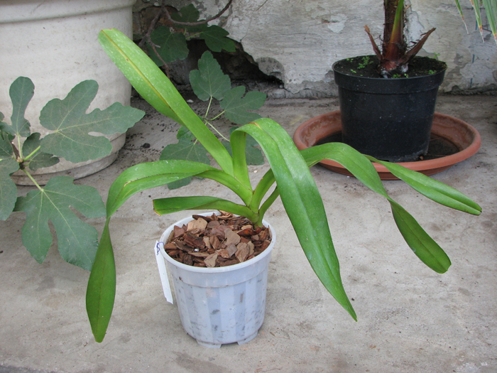 Aerides lawrenciae var sanderiana.jpg