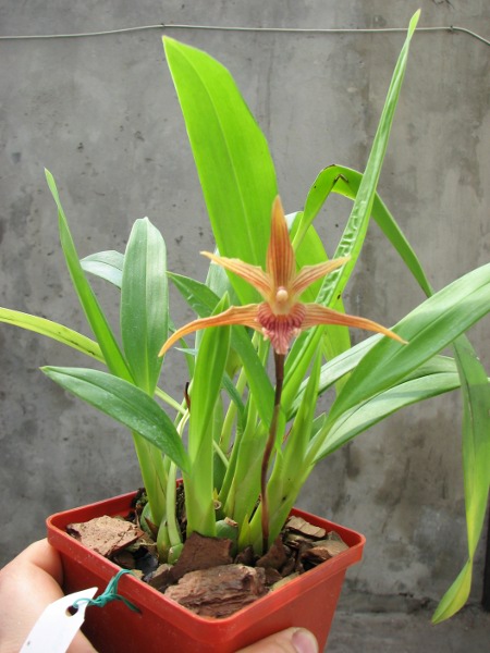 Maxillaria Sangai (Maxillaria pulla x Maxillaria striata).JPG