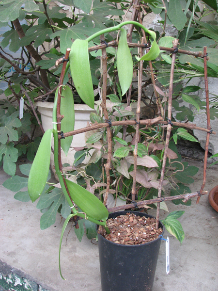 Vanilla planifolia.jpg