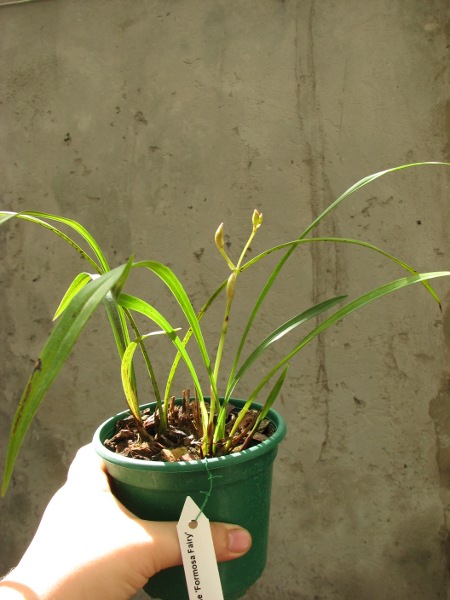 Cymbidium sinense 'Formosa Fairy'.JPG