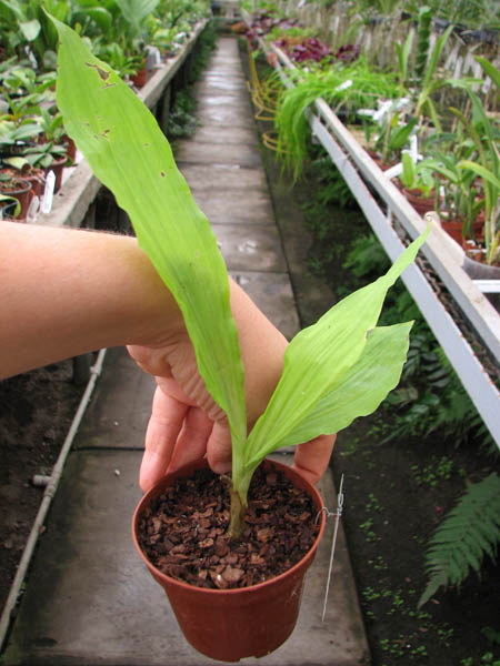 Calanthe rosea.jpg