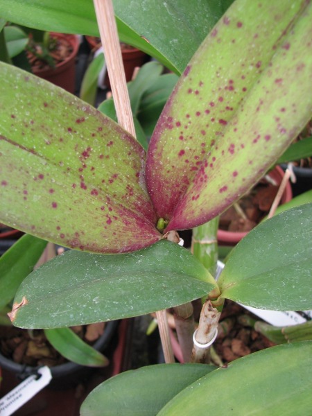 Laeliocattleya Fonte da Saudade.JPG