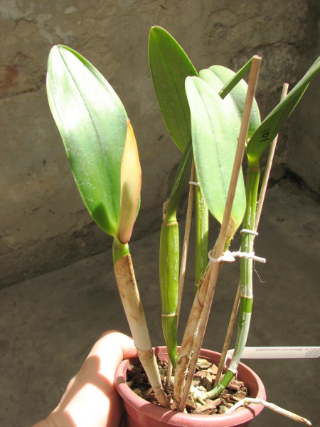 Brassavola glauca x Cattleya intermedia.JPG