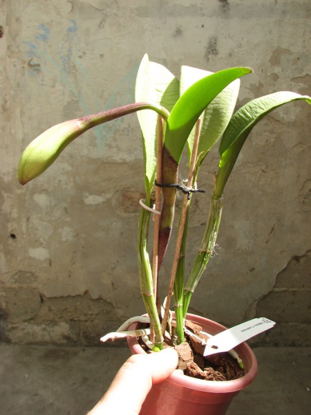 Brassavola glauca x Cattleya intermedia1.JPG