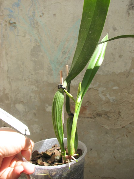 Prosthechea fragrans.JPG