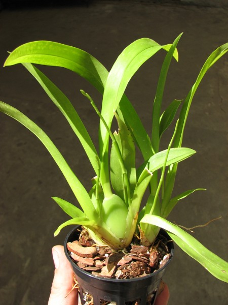 Oncidium Twinkle 'Red Fantasy.JPG