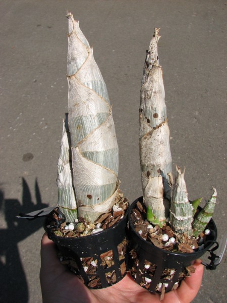 Catasetum pileatum hybrid.JPG