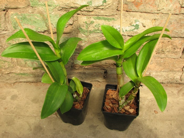 Dendrobium Airy Gold Spread.JPG