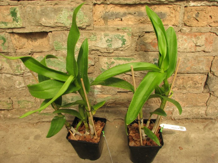 Dendrobium Visa Peach.JPG
