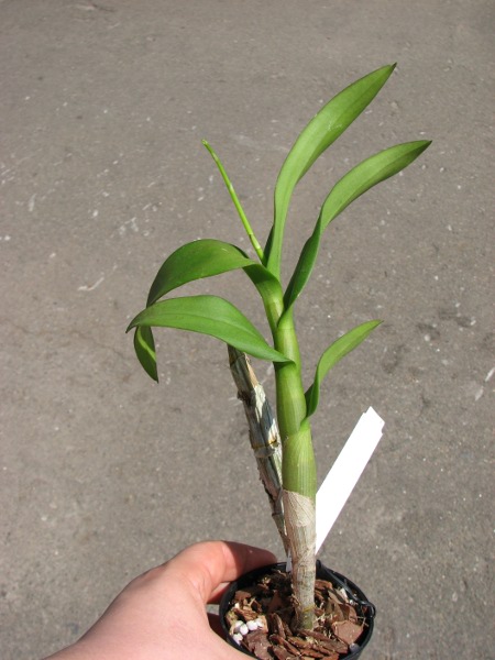 Dendrobium Chao Praya Gem.JPG