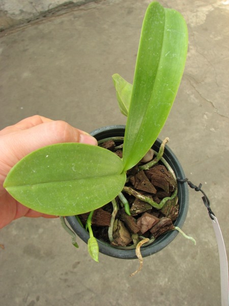 Phalaenopsis hieroglyphica.JPG