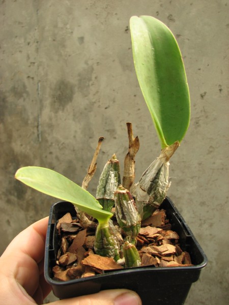 Cattleya walkeriana flamea.JPG