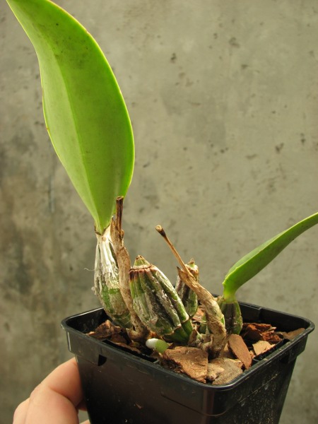 Cattleya walkeriana flamea1.JPG
