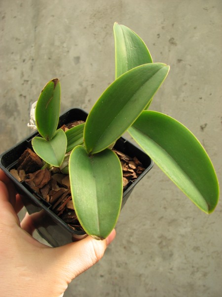 Cattleya nobilior (coerulea x coerulensis).JPG