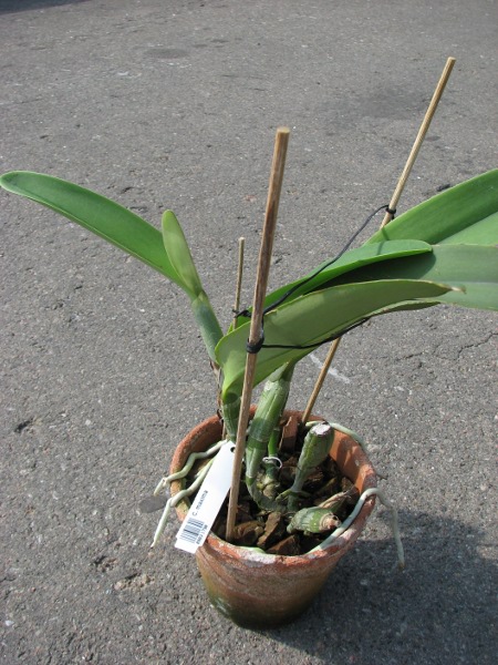 Cattleya maxima.JPG