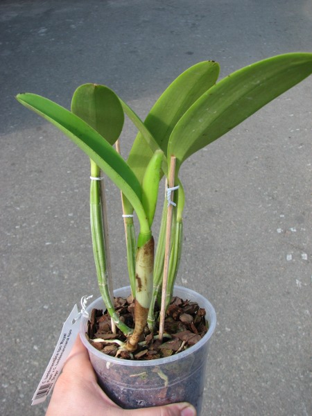 Cattleya lueddemanniana tipo 'Royal Flash' x Cattleya lueddemanniana tipo 'Drago'.JPG