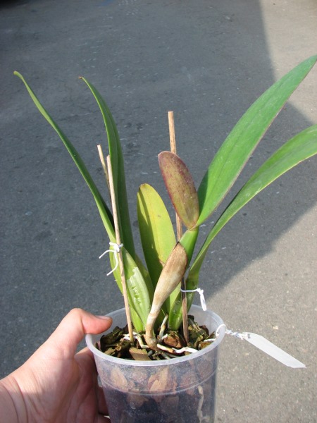 Cattleya jenmanii orlata 'Pacaraima' x SELF.JPG