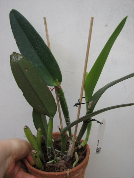 Cattleya maxima.JPG