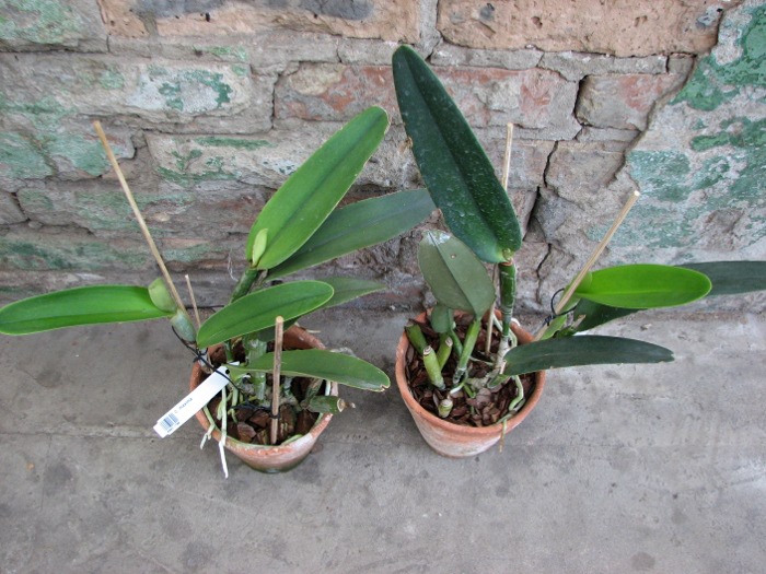 Cattleya maxima.JPG