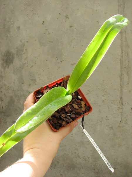 Paphiopedilum Michael Koopowitz 'In-Charm' x Paphiopedilum Prince Edward of York 'In-Charm'.JPG