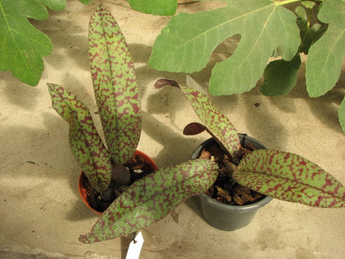 Psychopsis Mendenhall 'Hildos'.JPG