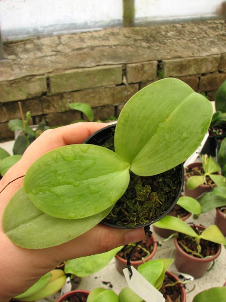 Phalaenopsis KS Happy Eagle.JPG