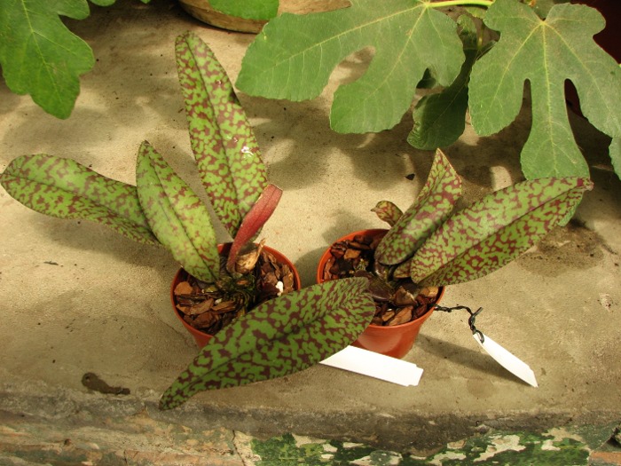 Psychopsis Mendenhall 'Hildos'.JPG