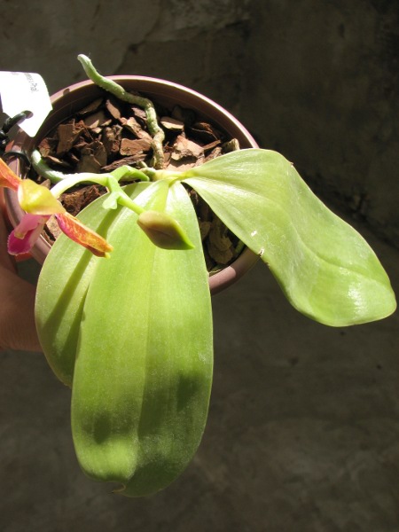 Phalaenopsis amboinensis x Phalaenopsis Penang Girl1.JPG