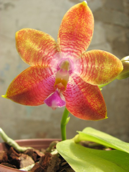 Phalaenopsis amboinensis x Phalaenopsis Penang Girl.JPG