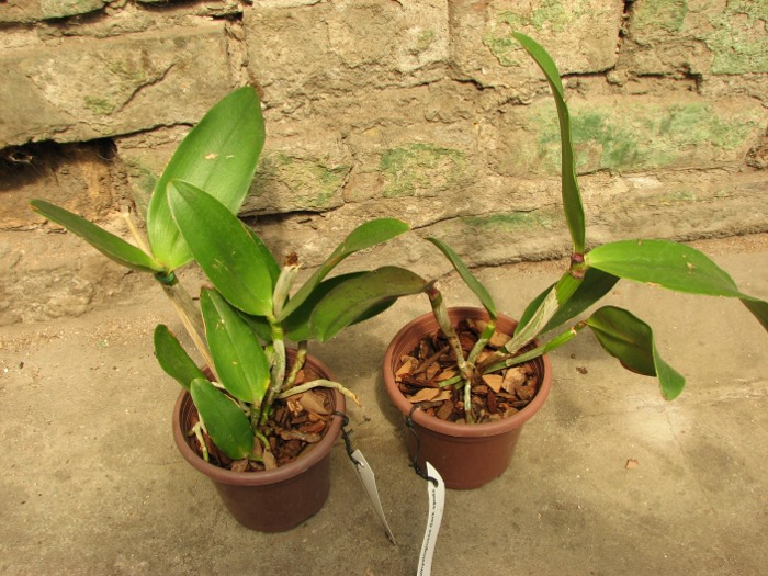 Cattleya amethystoglossa dark spots x sib.JPG