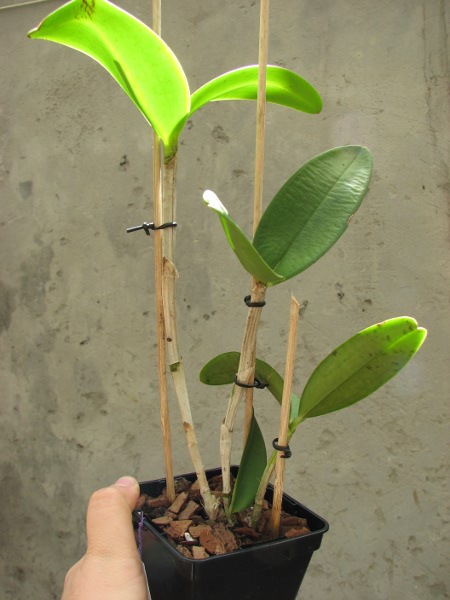 Cattleya guttata ('green' x 'green').JPG