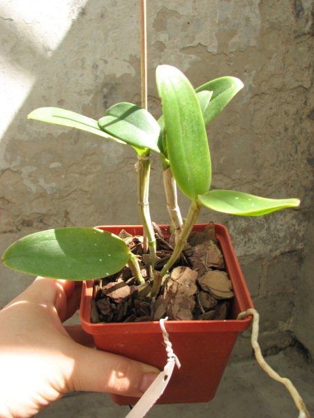 Cattleya leopoldii trilabelo 'Monte Verde' x SELF.JPG