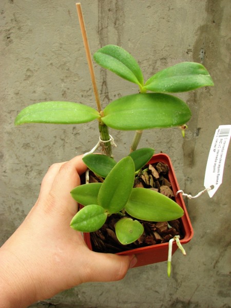 Cattleya intermedia coerulea aquini flamea 'AWZ' x Cattleya intermedia aquinii coerulea 'AP'.JPG