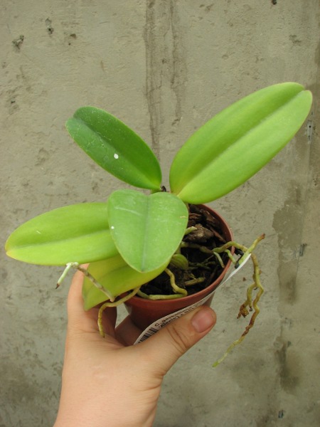 Cattleya gaskelliana coerulea ('Aida' x 'Alexis') x SELF.JPG