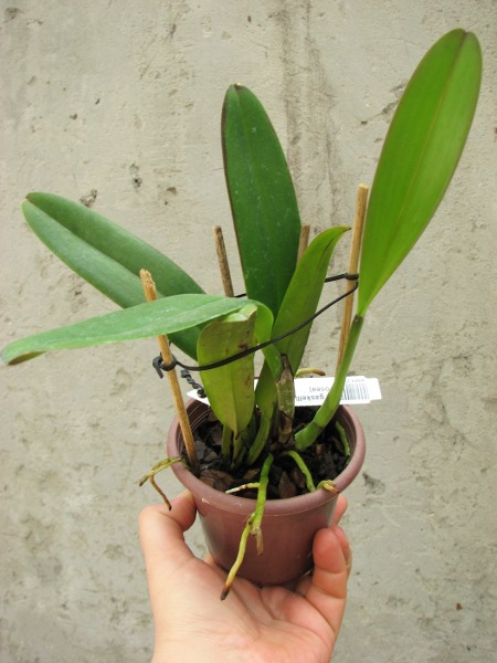 Cattleya gaskelliana (suavissima x rosea).JPG