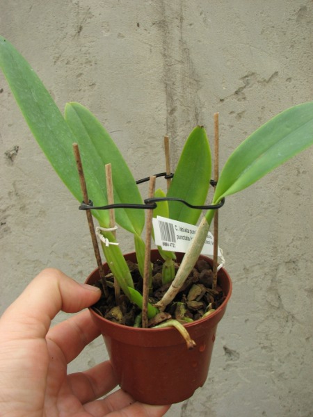 Cattleya labiata punctata x Cattleya labiata punctata (quase concolor) 'AWZ'.JPG