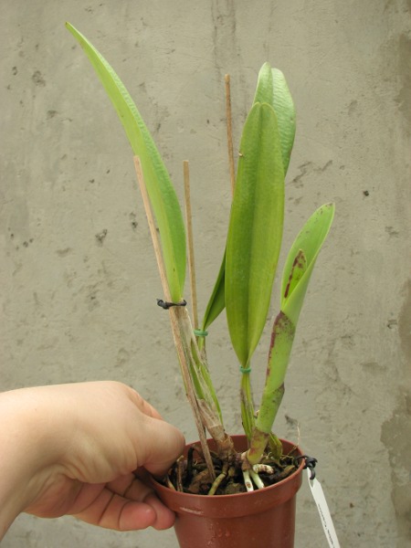 Cattleya mendelii semi-alba 'Carlos Arango' x self.JPG