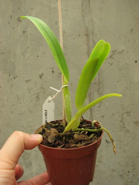 Cattleya mossiae concolor x SELF.JPG