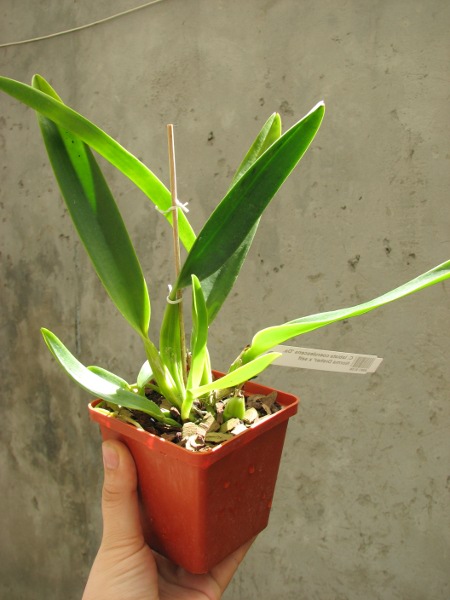 Cattleya labiata coerulescens 'Da. Norma Dreher' x self.JPG