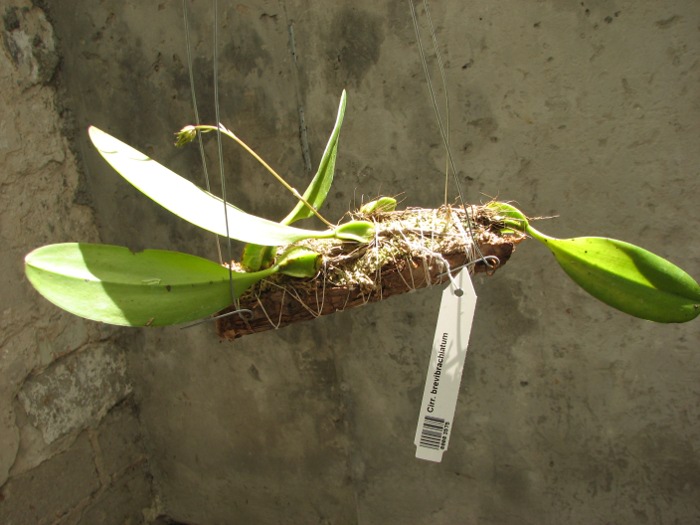 Cirrhopetalum brevibrachiatum.JPG