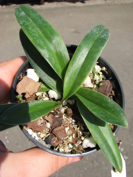 Paphiopedilum helenae.JPG