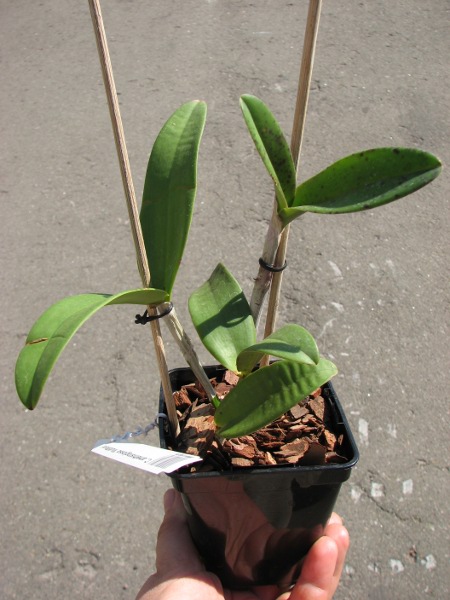 Cattleya amethystoglossa 'Multiflora'.JPG