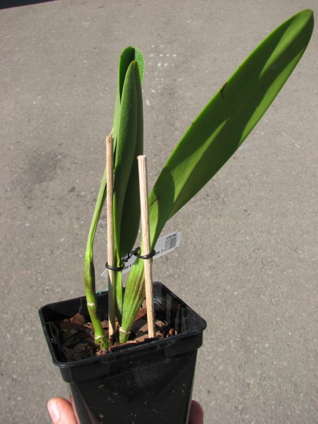 Cattleya eldorado (fantasia x aquinii).JPG
