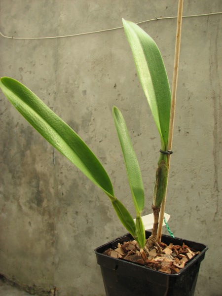 Laelia grandis (vinicolor x vinicolor).JPG