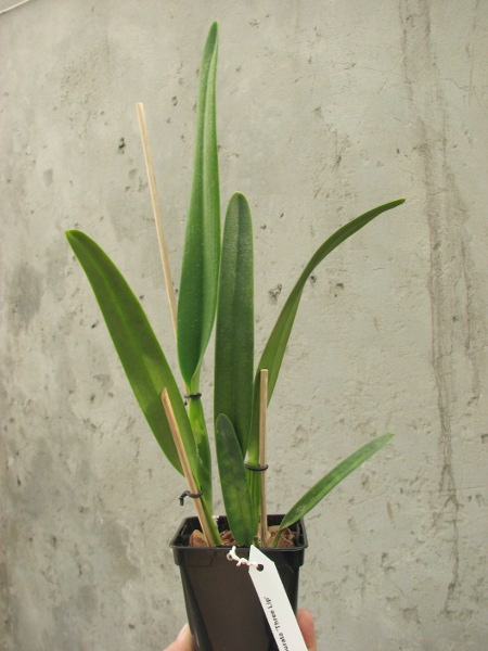 Laelia purpurata 'Three Lip'.JPG