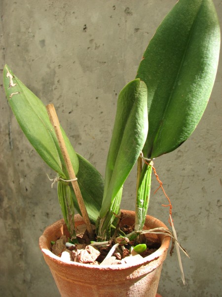 Cattleya Tiffin Bells.JPG