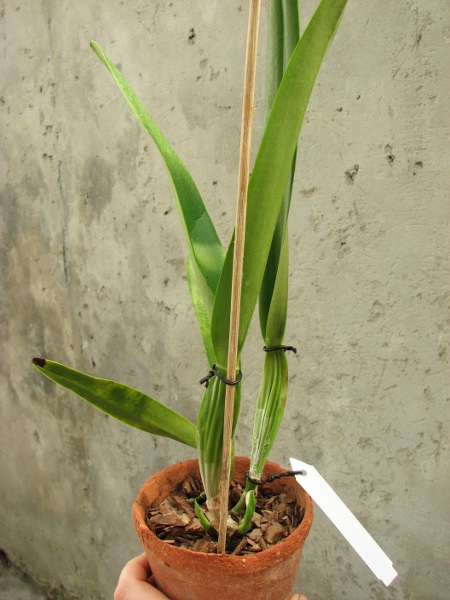 Laelia lobata (coerulea x alba) x (coerulea).JPG